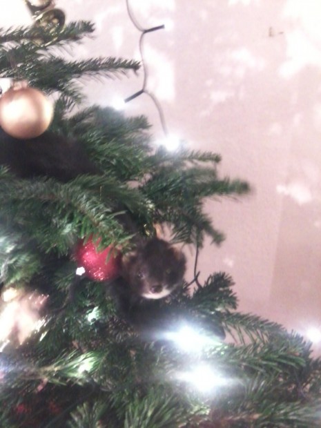Elly im Weihnachtsbaum