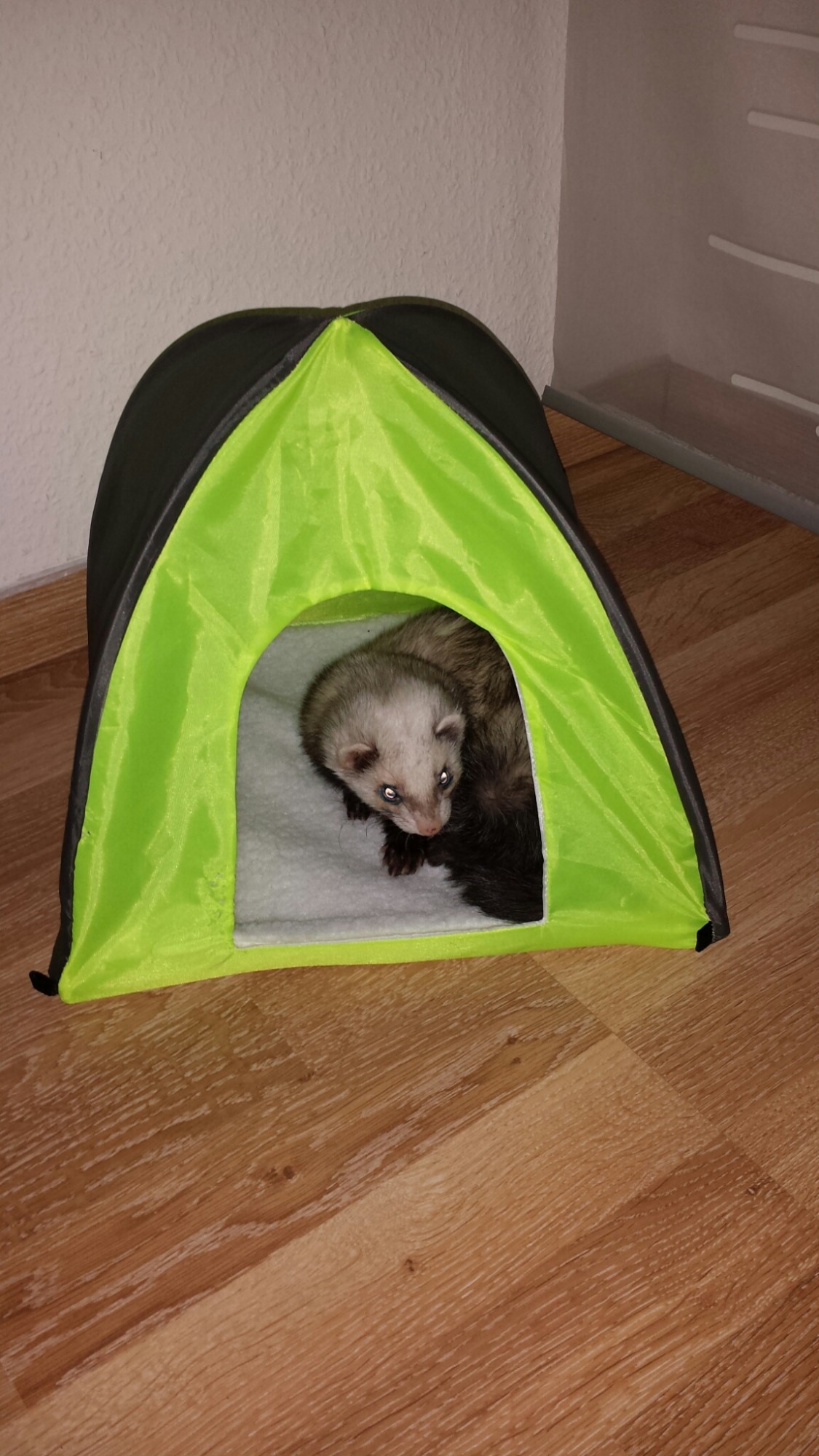 Bonny liebt ihr Zelt